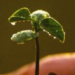 Francisco. Acoger Proteger Promover Integrar